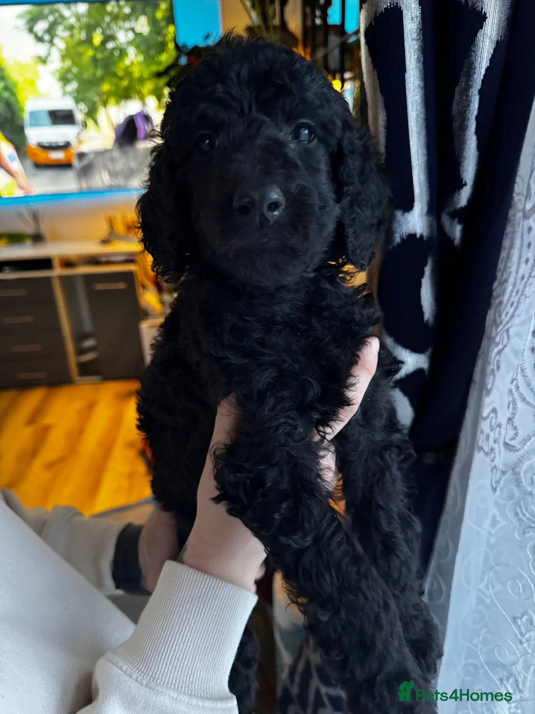 Standard Poodle dogs for sale: Last 2 boys ! KC Standard Poodles! Ready Now! - Advert 9