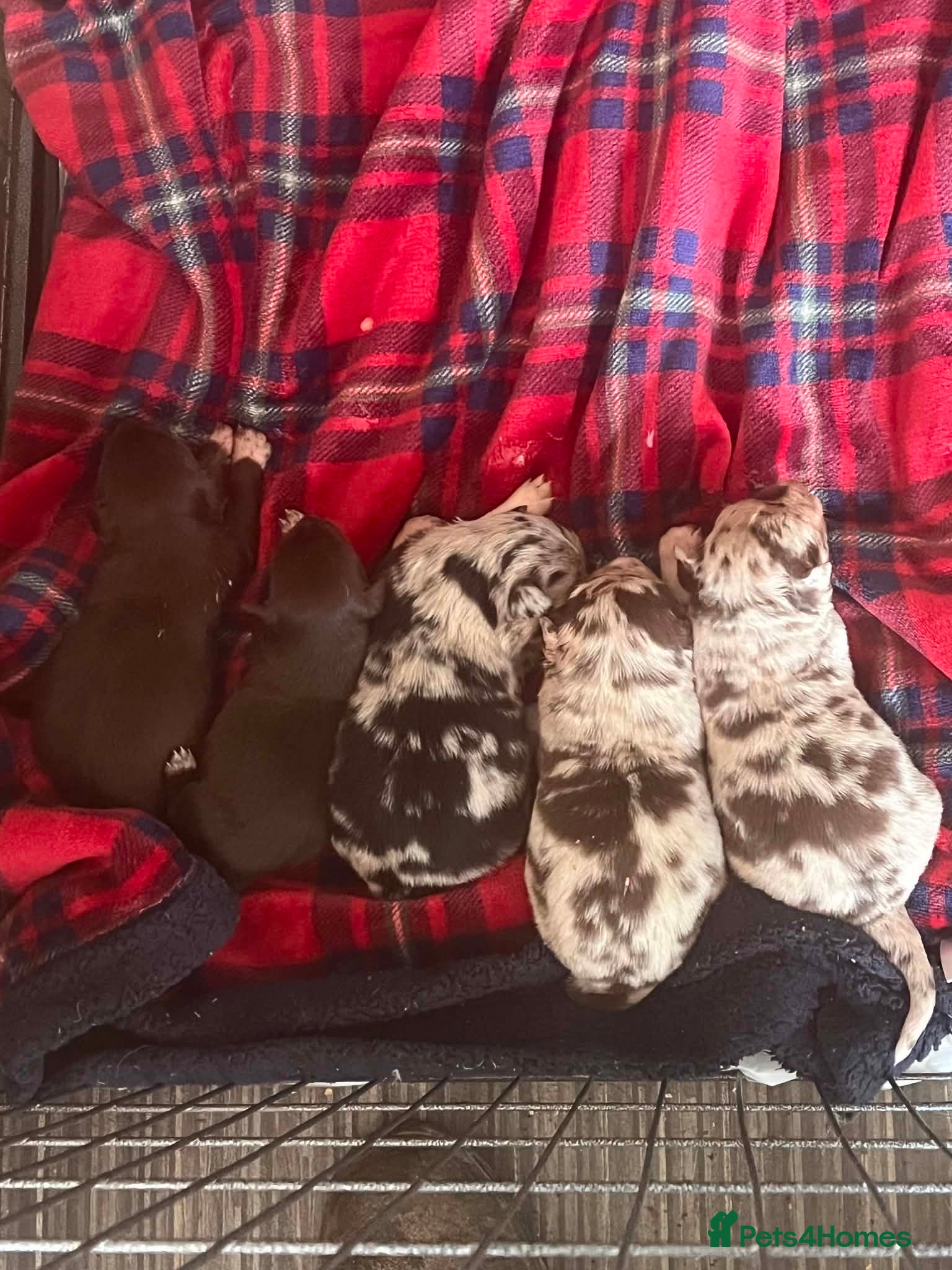 Border Collie dogs for sale: Blue merle  in Ammanford - Advert 5