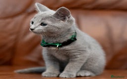 Russian Blue cats for sale: Adorable Russian Blue Kittens TICA  - Image 8