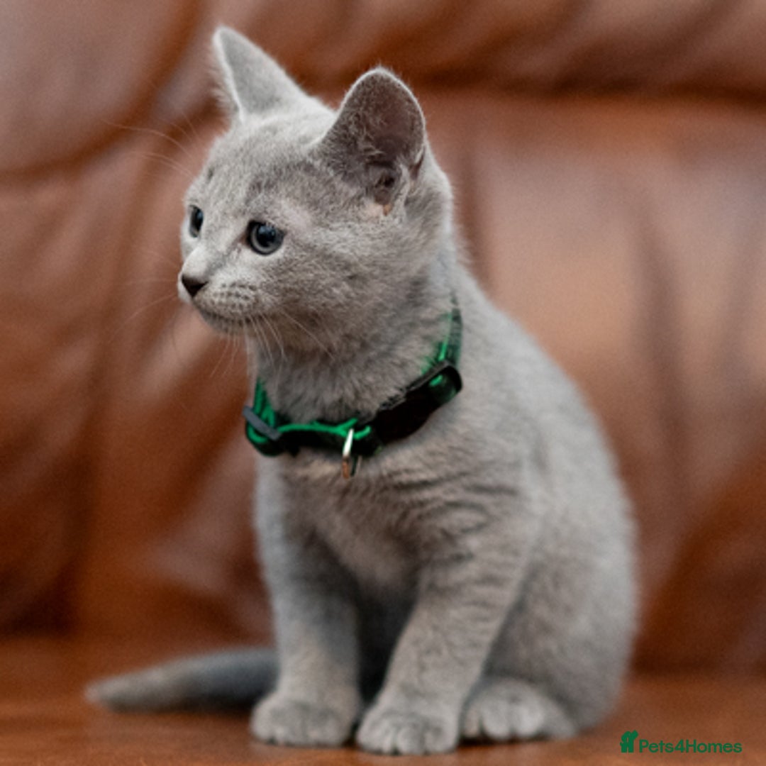 Russian Blue cats for sale: Adorable Russian Blue Kittens TICA  - Image 8