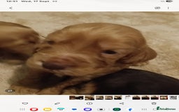 Cocker Spaniel dogs for sale: Show cocker spaniel  - Image 11