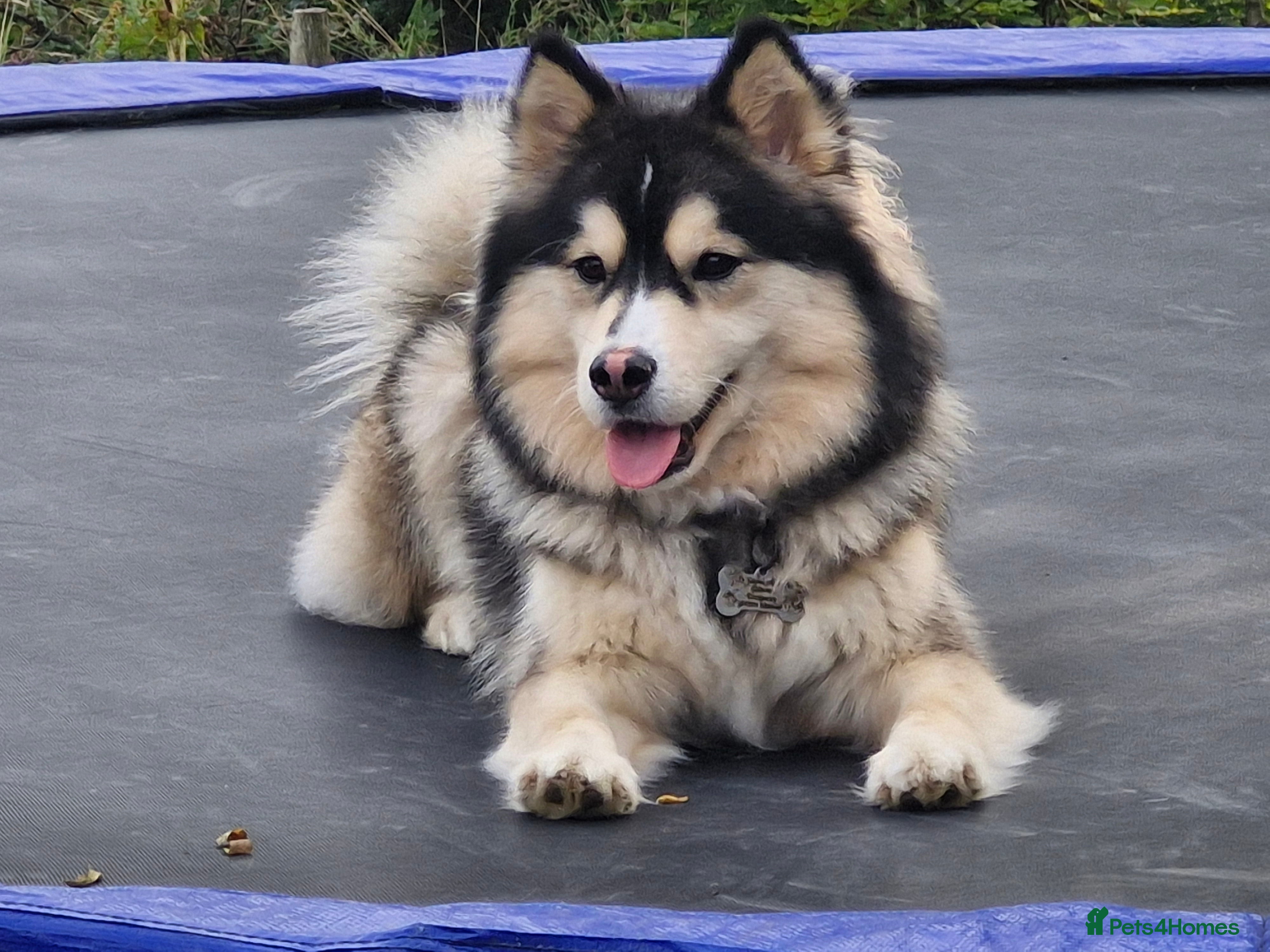 Pomsky dogs Litter of 6 Pomsky puppies - Advert 1