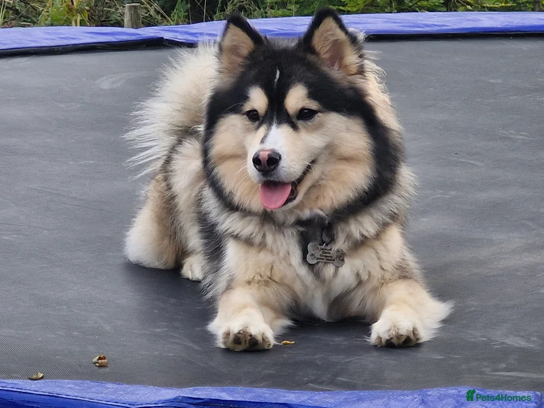 Pomsky dogs for sale: Litter of 6 Pomsky puppies - Advert 1