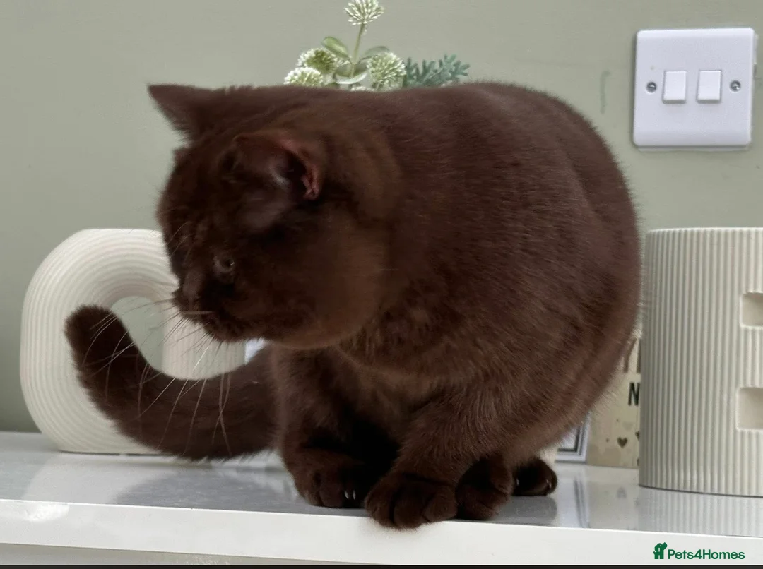 British Shorthair cats for sale: Gorgeous Chocolate Female  - Advert 4