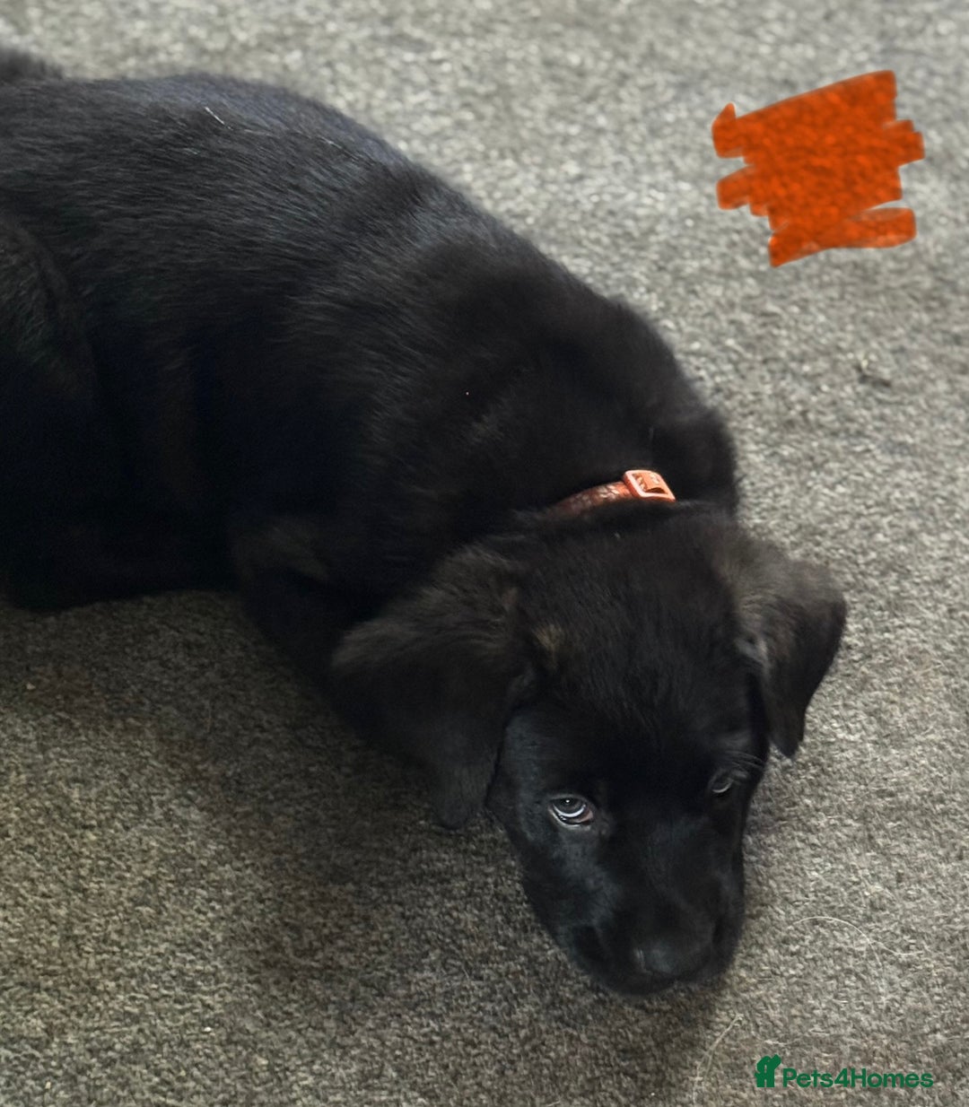 Mixed Breed dogs for sale: German Shepherd cross Mastiff - Image 24