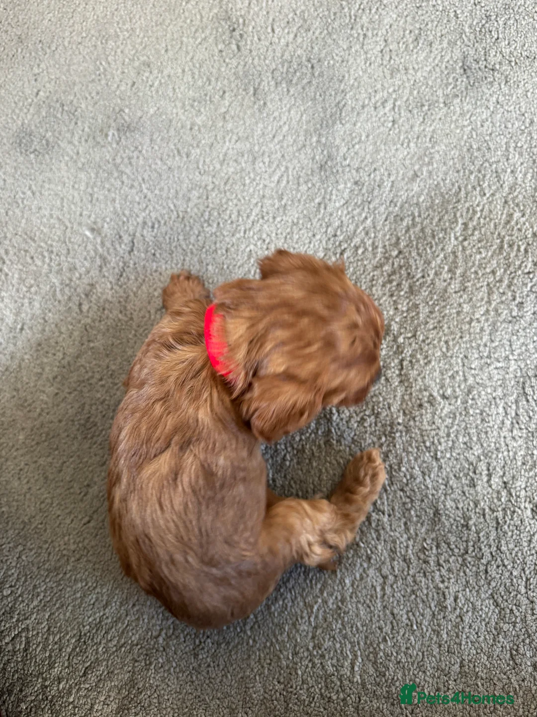 Cavapoo dogs for sale: Superb quality Cavapoo Puppies  - Advert 31