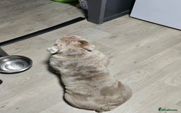 English Bulldog dogs for sale: English bulldog for sale  - Image 2