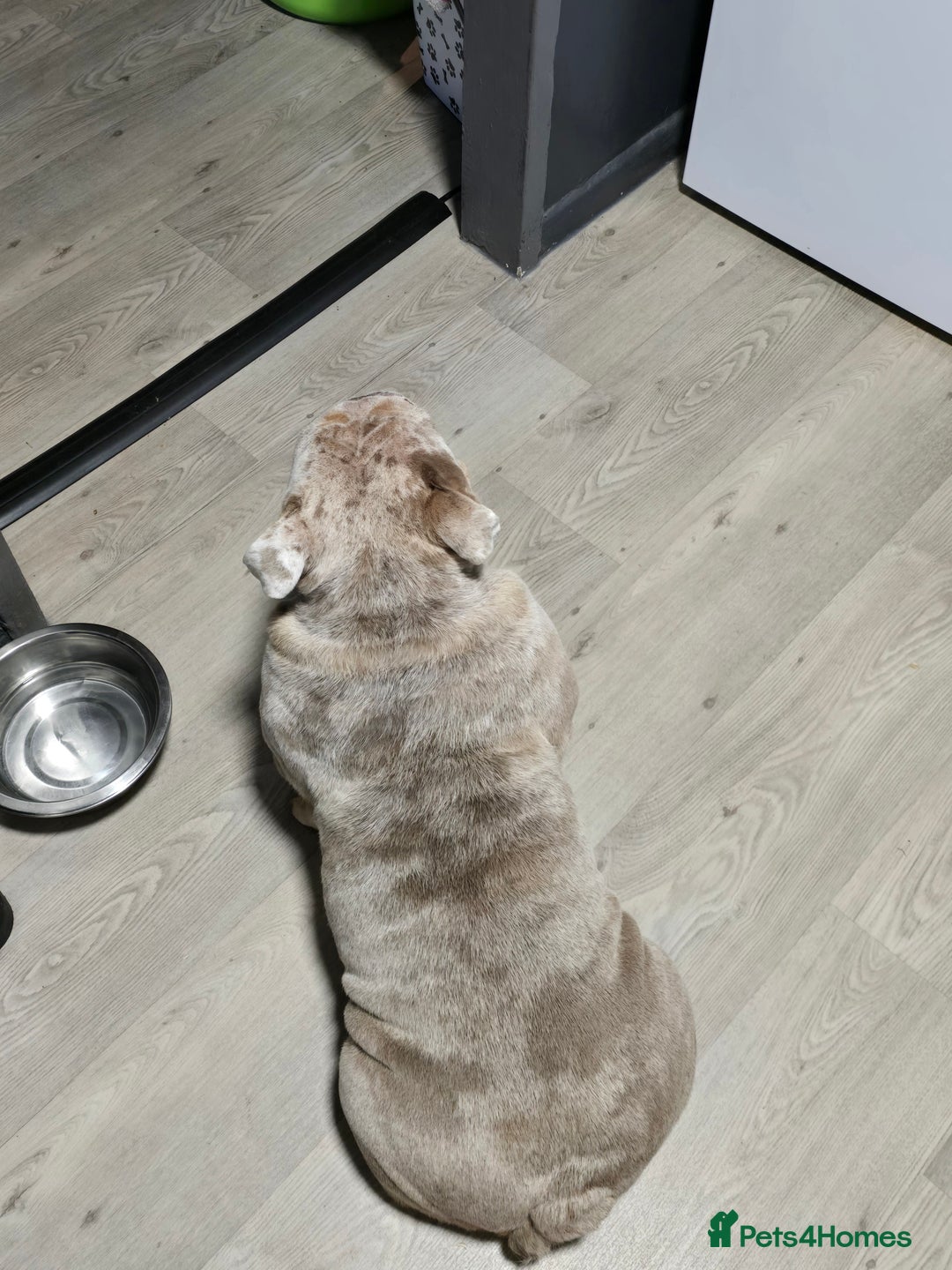 English Bulldog dogs for sale: English bulldog for sale  - Image 2