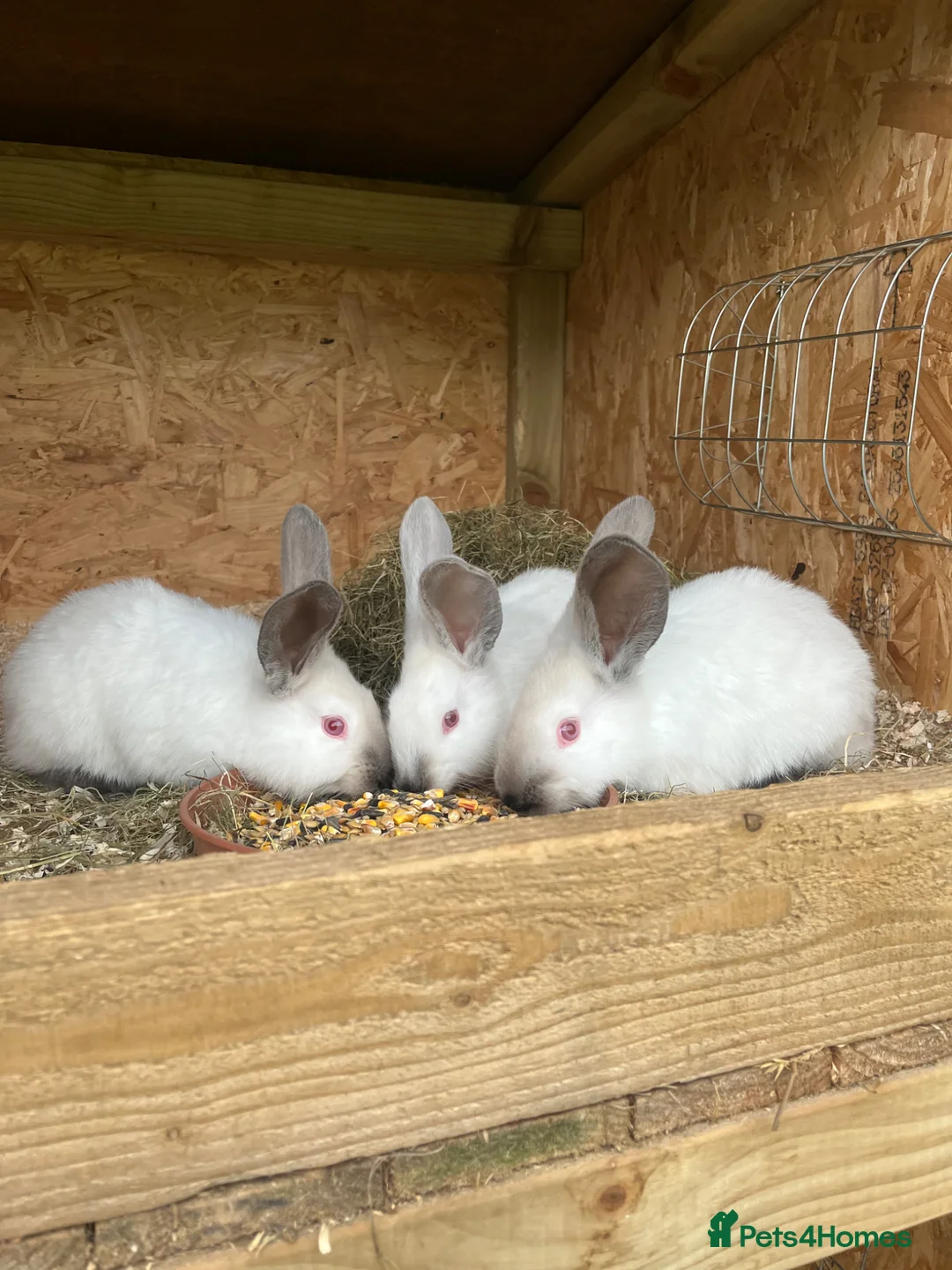Continental Giant rabbits for sale: Rabbits for sale  - Advert 2