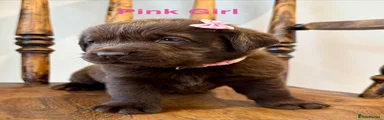 Labrador Retriever 7