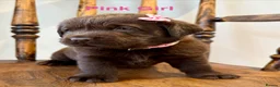 Labrador Retriever dogs for sale: ✨Outstanding Chunky Chocolate Labrador puppies✨ in Cowbridge - Advert 22