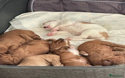 Mixed Breed dogs for sale: Beautiful Cavapoo puppies  - Image 4