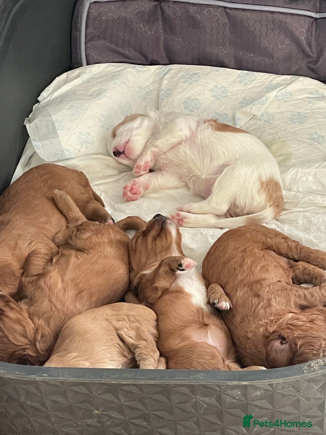 Mixed Breed dogs for sale: Beautiful Cavapoo puppies  - Image 4