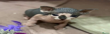 Sphynx 3