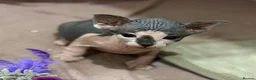 Sphynx cats for sale:  Sphynx Kittens Looking for Their Loving  in Birmingham - Advert 5