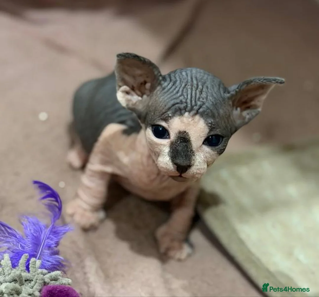 Sphynx cats for sale:  Sphynx Kittens Looking for Their Loving  in Birmingham - Advert 5