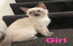 Ragdoll cats for sale: Adorable kittens Ragdoll for sale  - Image 11