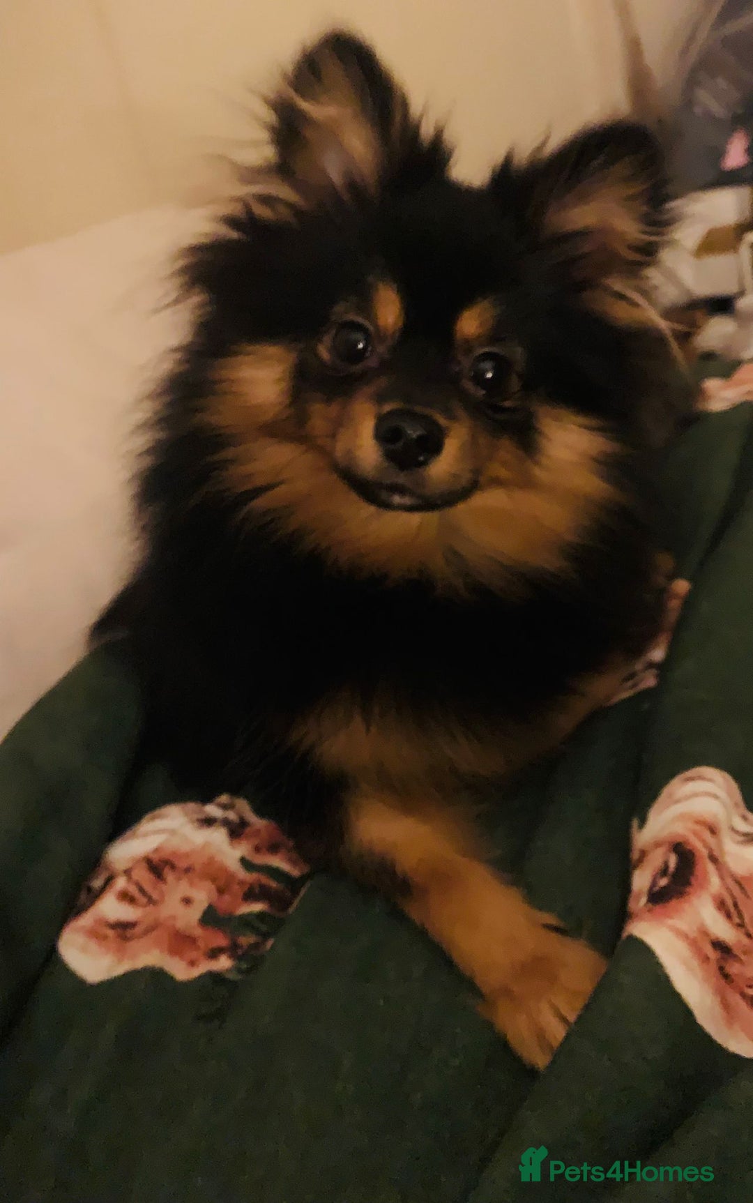 Pomeranian dogs for sale: Milo 6 Month old Pomeranian Teddy Bear puppy - Advert 2