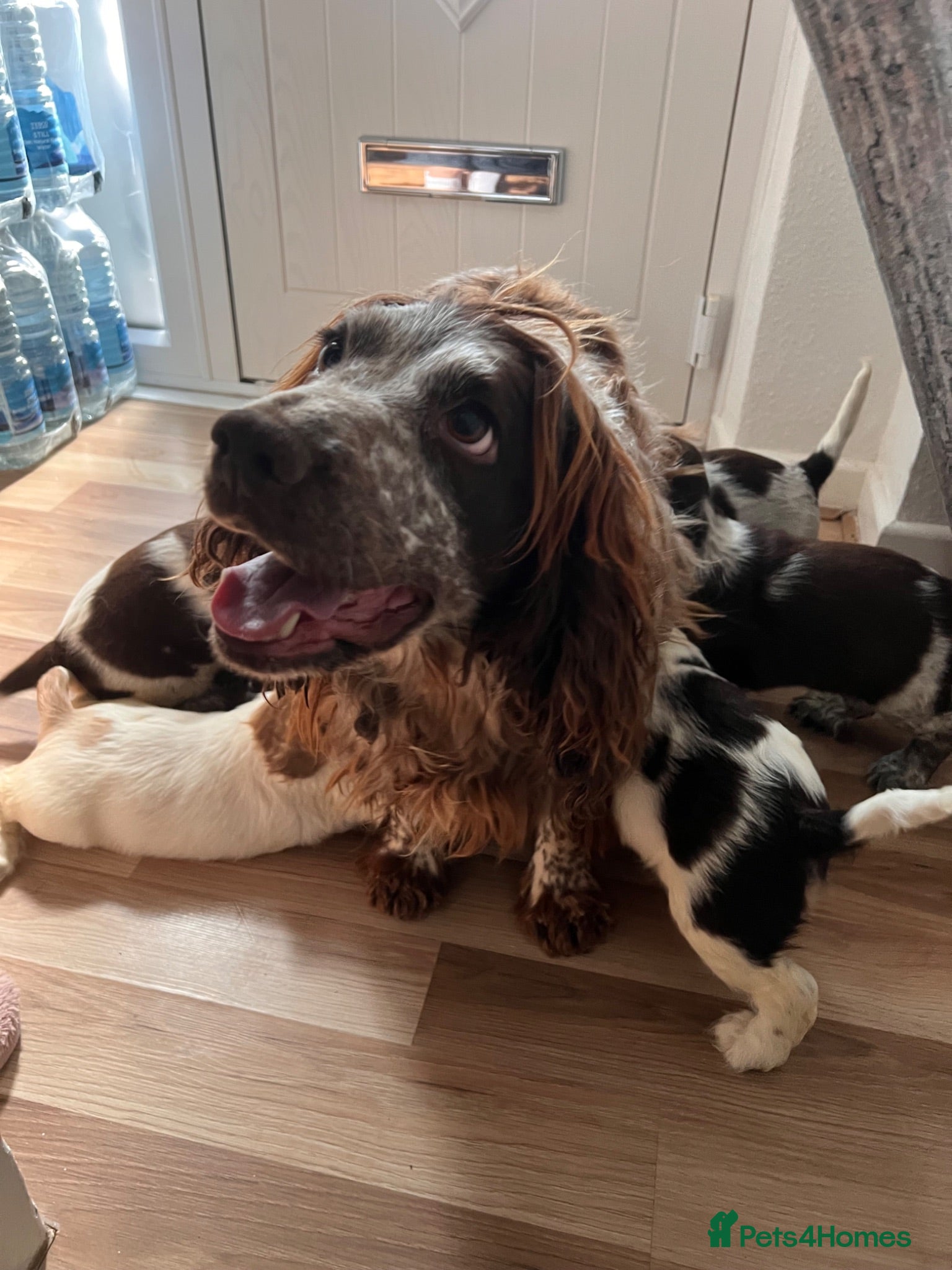Cocker Spaniel dogs Beautiful Show type cocker spaniel puppies  - Advert 1