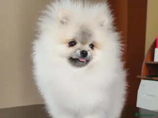 Pomeranian dogs Beautiful girl - Advert 1