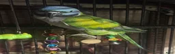 Parakeets birds for sale: Female Lord Derbyran (semi tame) in Aylesbury - Advert 4