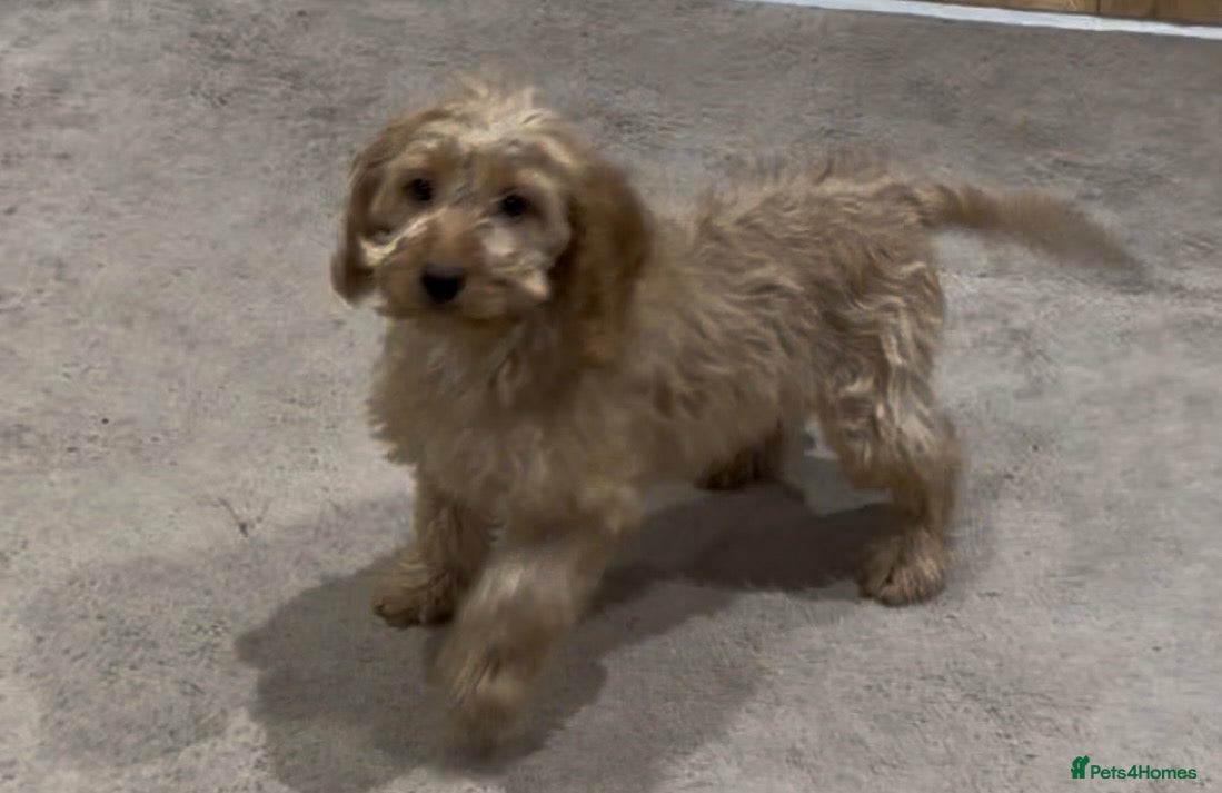 Cockapoo dogs Gorgeous F1 Cockapoo Puppies READY NOW - Advert 2