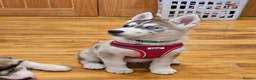 Siberian Husky dogs for sale: Husky  puppies 1 boy 1 girl  - Advert 4