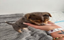 Jack Russell dogs for sale: Merle and black & tan Jack Russell  - Image 3