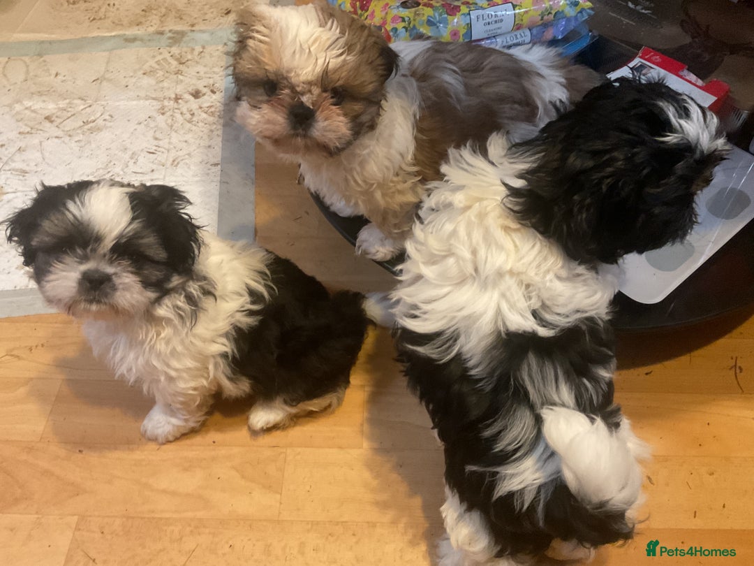Shih Tzu dogs for sale: Shih Tzu puppies  - Advert 1