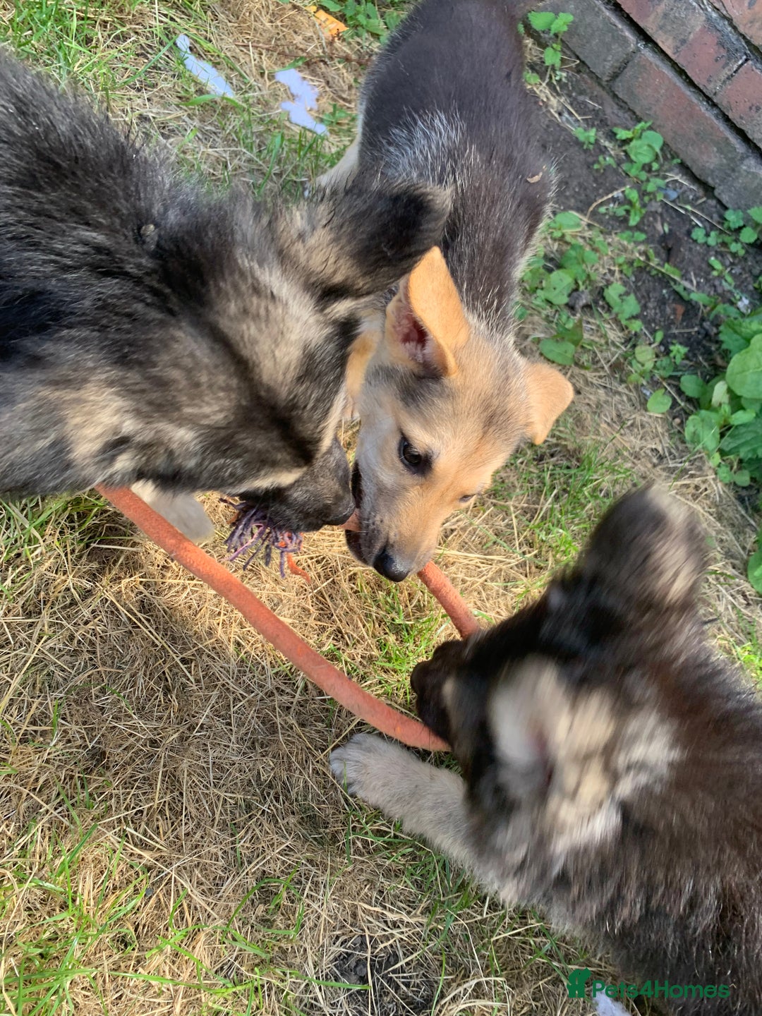 Shepsky dogs for sale: 2 beautiful Shepski puppies for sale  - Image 9