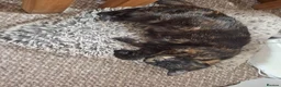 Mixed Breed cats for sale: Molly female  - Advert 2
