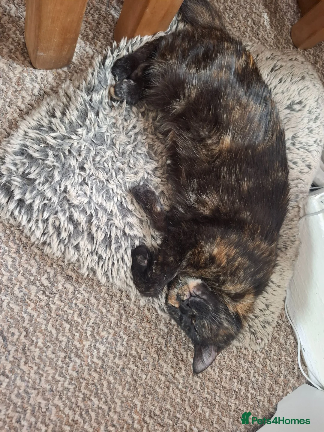 Mixed Breed cats for sale: Molly female  - Advert 2