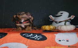 Miniature Dachshund dogs for sale: Ready to leave!! Miniature dachshunds💙💗 - Image 2