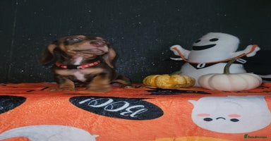 Miniature Dachshund dogs - Advert 16