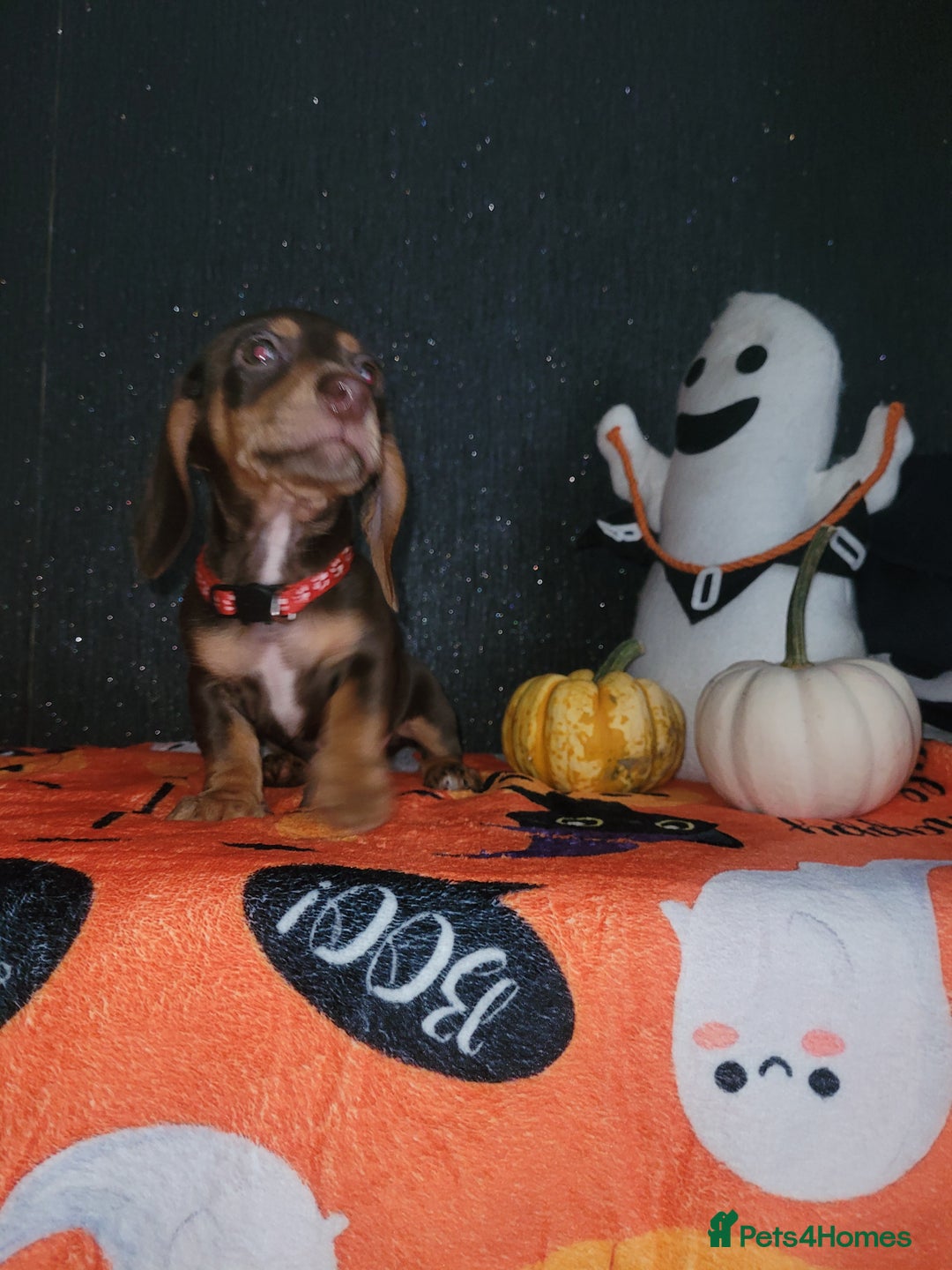 Miniature Dachshund dogs for sale: Ready to leave!! Miniature dachshunds💙💗 - Image 2