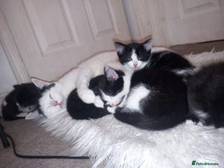 British Shorthair cats Kittens rdy to go to new home - Advert 9