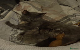 British Shorthair cats for sale: 4 beautiful kittens for sale - Image 2