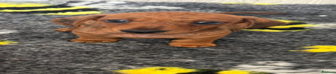 Miniature Dachshund Puppy 1