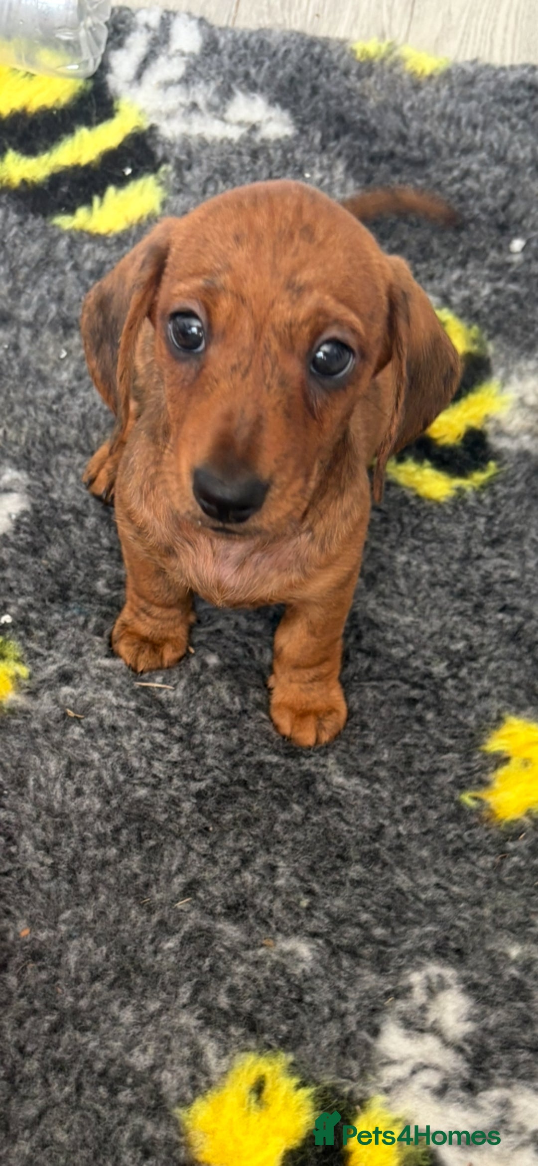 Miniature Dachshund dogs for sale: Beautiful KC Miniature dachshund puppies  - Image 5