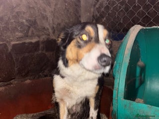 Border Collie dogs Border collie puppies - Advert 1