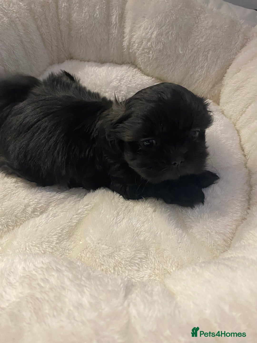 Shih Tzu dogs for sale: Imperial Shih Tzu three girls available - Advert 13