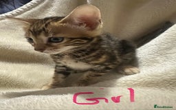 Bengal cats for sale: Beautiful bengals  - Advert 7