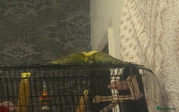 Budgerigars birds for sale: Two lovely male budgies  - Image 3