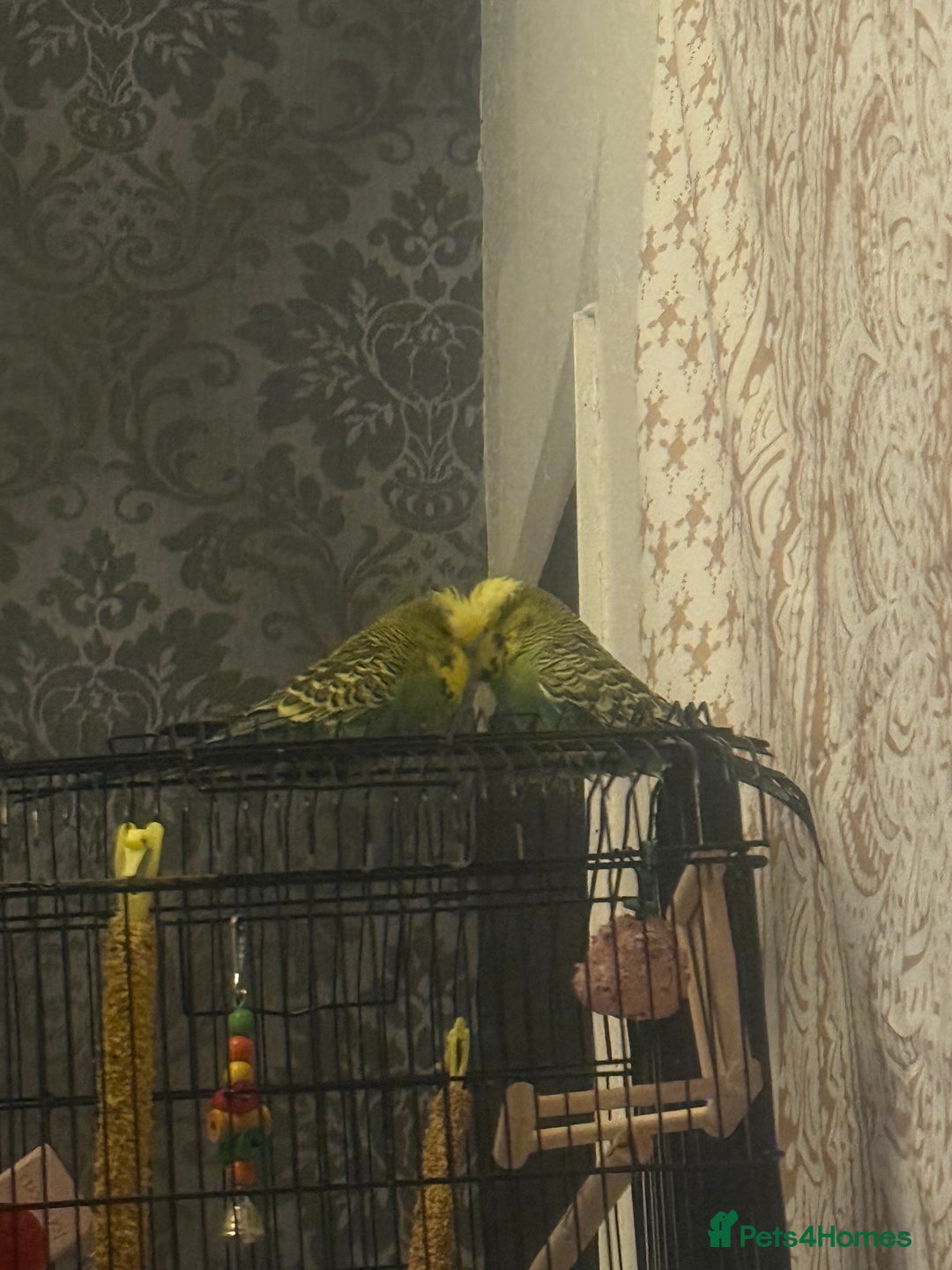 Budgerigars birds for sale: Two lovely male budgies  - Image 3
