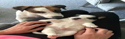 Jack Russell dogs for sale: BEAUTIFUL JACK RUSSELL PUPPIES AVAILABLE - Advert 12