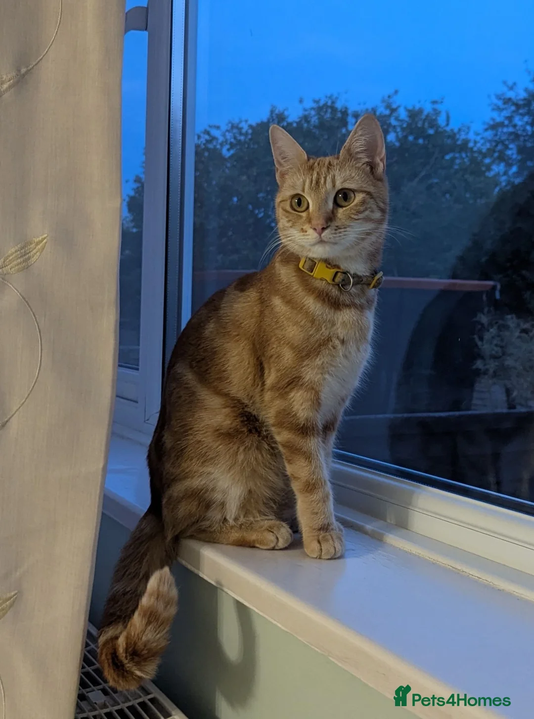 Mixed Breed cats for sale: Beautiful ginger kittens looking for new home - Advert 1