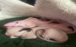 Sphynx cats for sale:  Sphynx kittens are looking for a loving  home. - Image 5