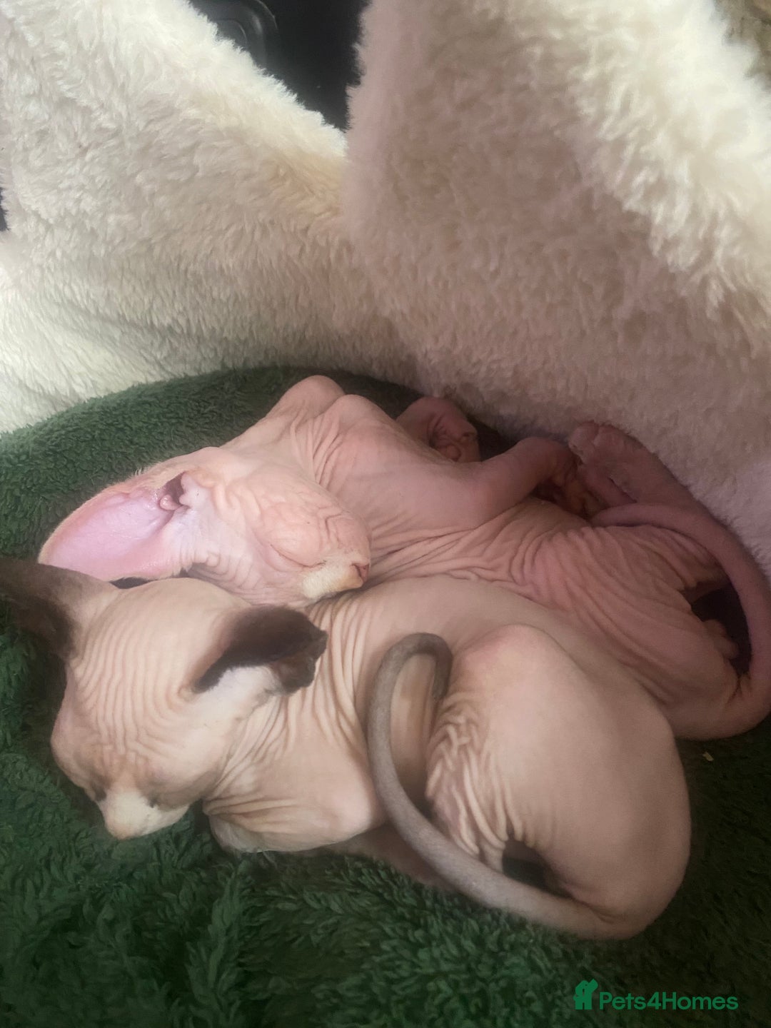 Sphynx cats for sale:  Sphynx kittens are looking for a loving  home. - Image 5