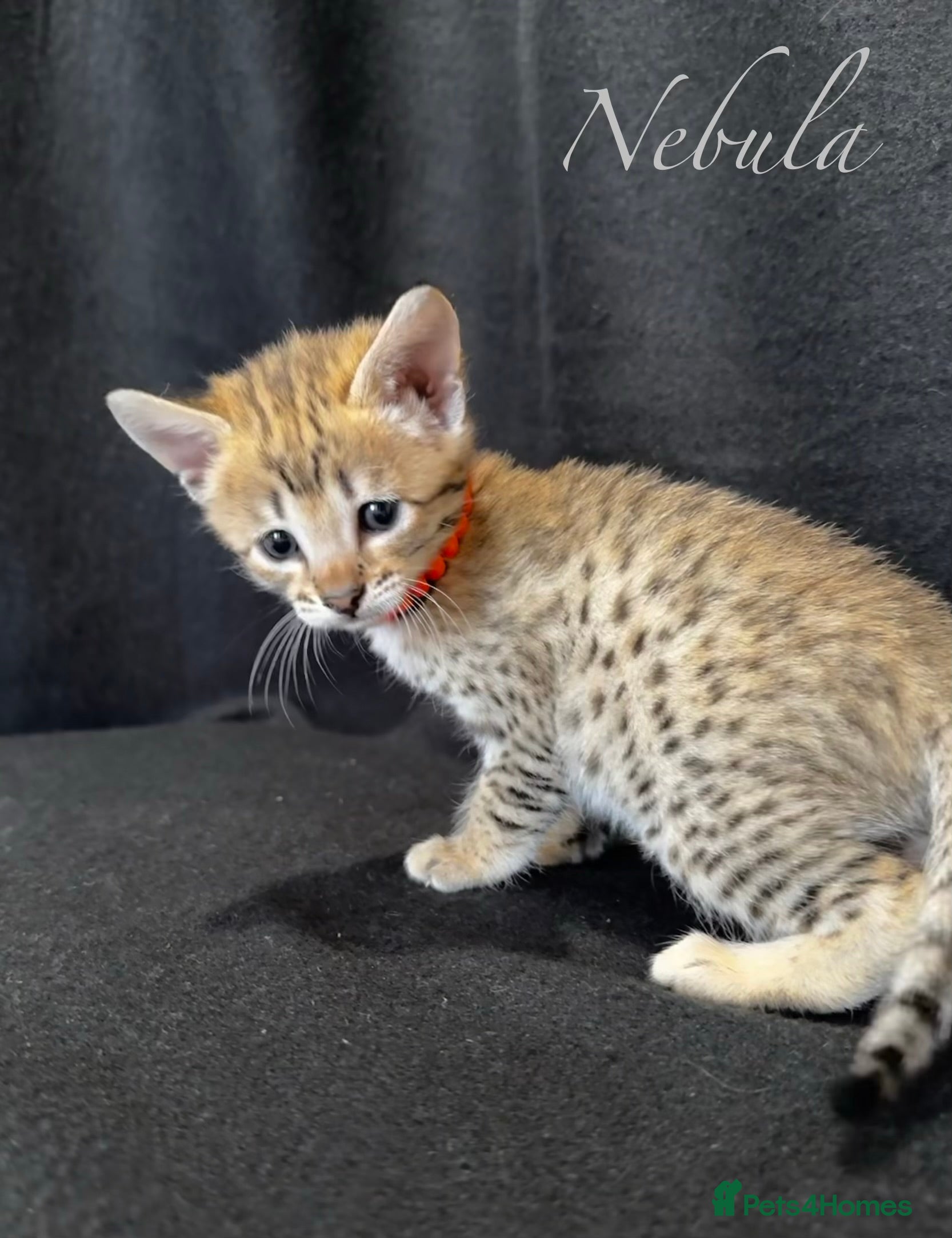 Savannah cats Excellent Quality Tica Registered Purebred kittens - Advert 3