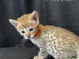 Savannah cats Excellent Quality Tica Registered Purebred kittens - Advert 3